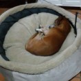 /album/fotos-tat-pet/img-20151009-wa0007-2-jpg/